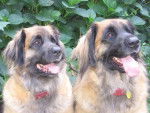deux Leonberg