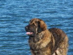 un Leonberg devant la mer