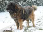 un Leonberg sous la neige