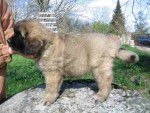 un chiot Leonberg sur un rocher
