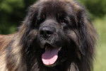 un Leonberg tirant la langue en ext&eacute;rieur