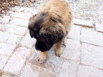 Un jeune Leonberg dehors sous la pluie
