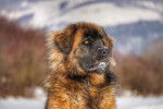 Le visage d'un Leonberg à la montagne