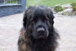 Le visage d'un Leonberg 