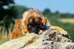 un Leonberg couché sur un rocher