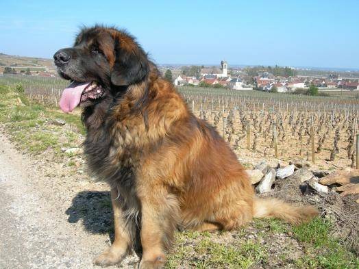 un Leonberg assis sur le bord de la route
