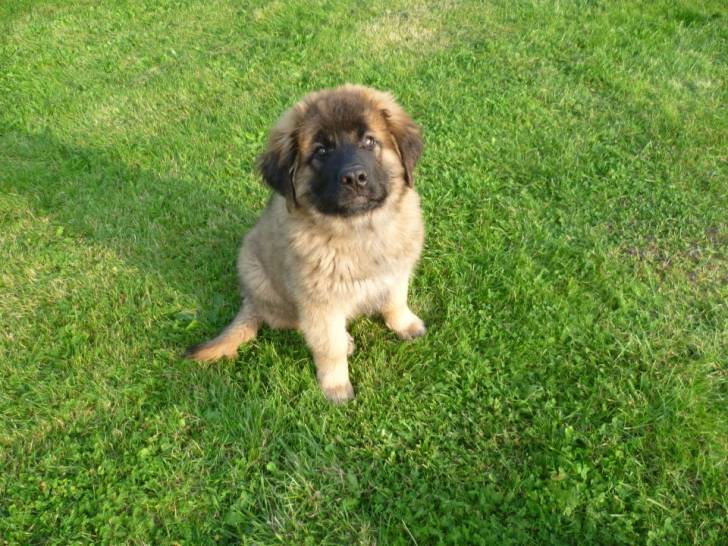un chiot Leonberg dans l'herbe