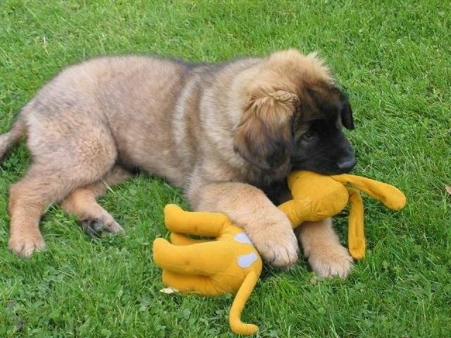 un chiot Leonberg qui s'amuse