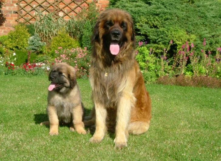 un Leonberg et son fils dans le jardin