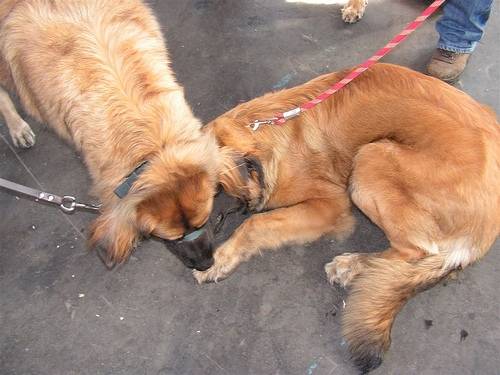 deux Leonberg qui se rapprochent