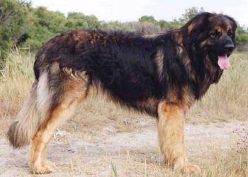 Un Leonberg dans un champ
