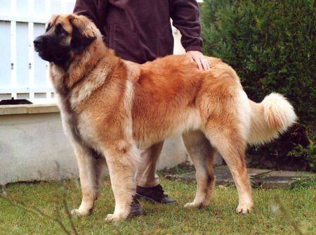 un Leonberg accompagné de son maître