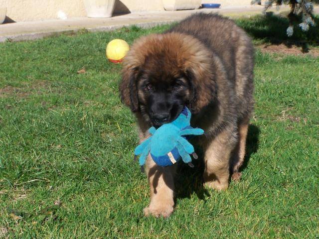 un chiot Leonberg qui joue