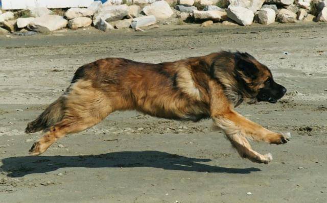 un Leonberg qui court