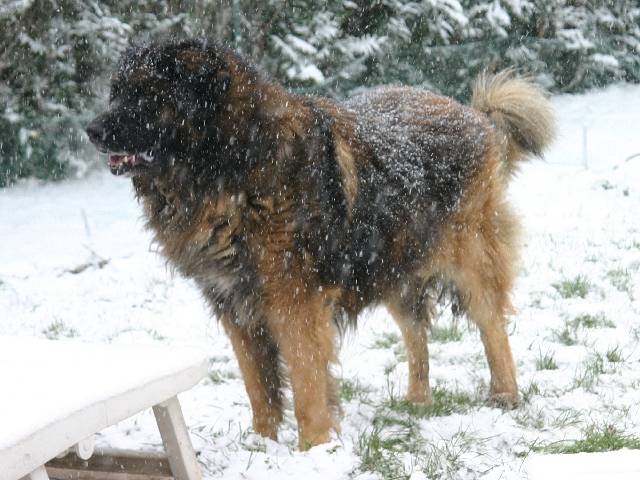 un Leonberg sous la neige