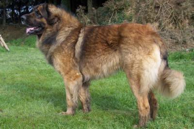 un Leonberg de profil dehors
