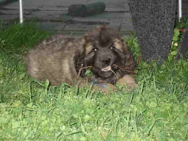un chiot Leonberg couché dans l'herbe