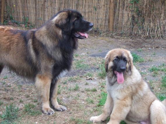 deux Leonberg, un assis, un debout