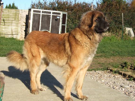 LEONBERG VEDETTE - Leonberg