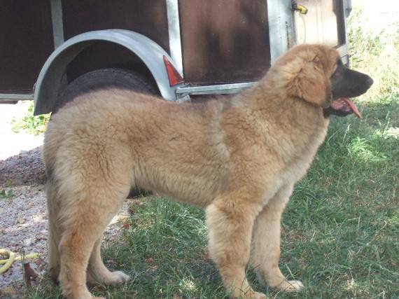 Léonberg Big-Foot - Leonberg