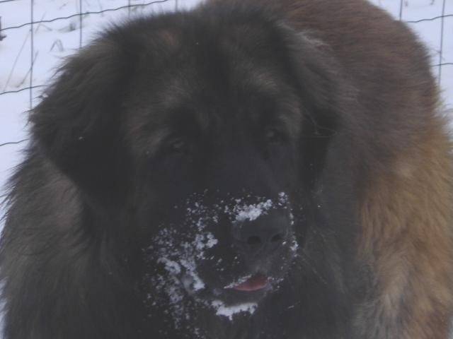 un Leonberg sous la neige