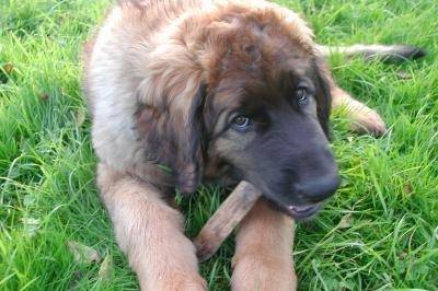 Un jeune Leonberg mordant un bâton