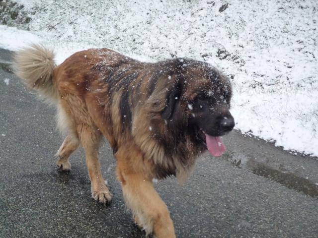 un Leonberg sous la neige