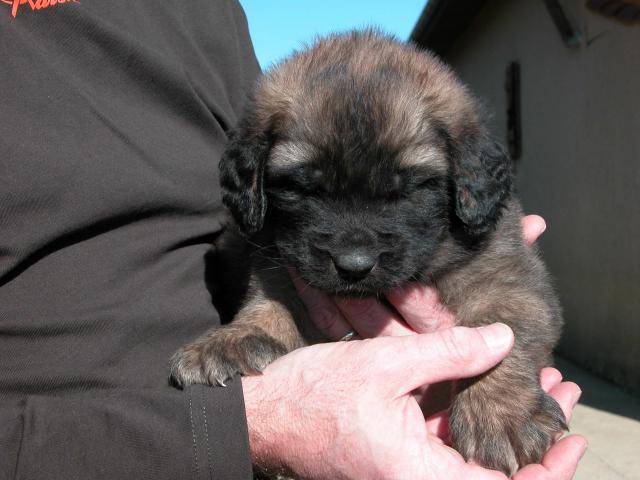 un chiot Leonberg dans les bras de son maître