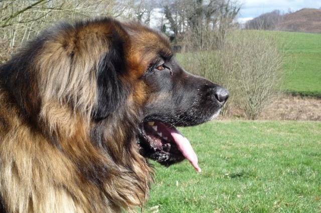 un Leonberg qui regarde l'horizon en tirant la langue
