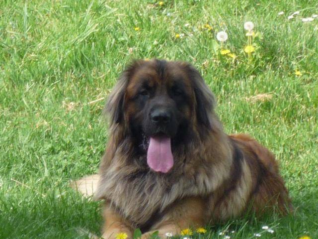 un Leonberg couché dans l'herbe et qui tire la langue