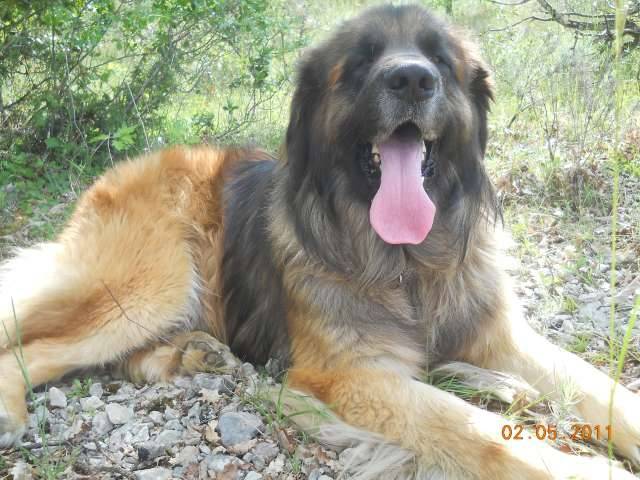 un Leonberg couché dans les cailloux et tirant la langue