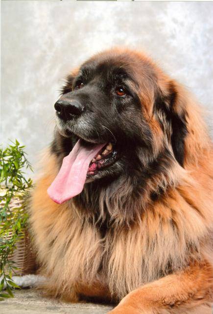 un Leonberg qui tire la langue