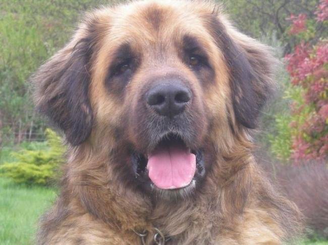 La tête d'un Leonberg qui tire la langue