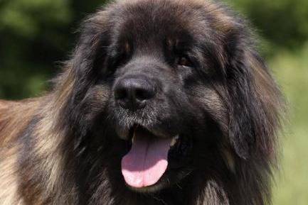 un Leonberg tirant la langue en extérieur