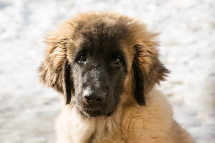 La tête d'un jeune Leonberg