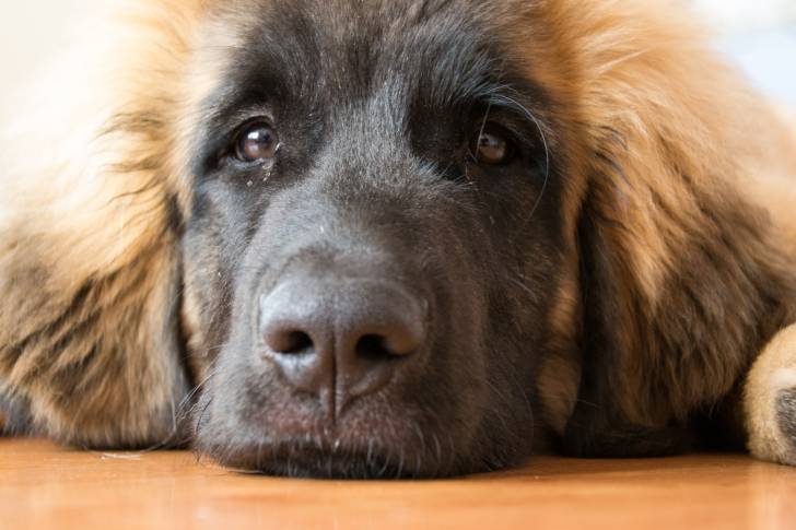 Le visage triste d'un Leonberg