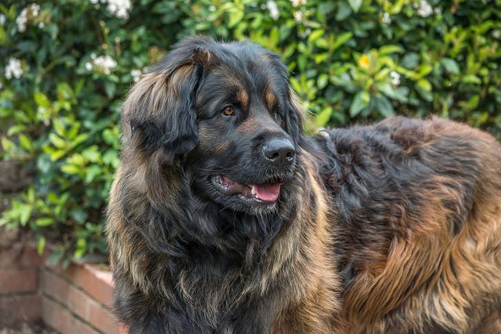 Un Leonberg foncé et vieux