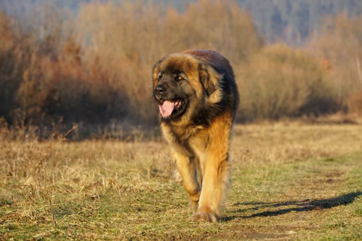 Un Leonberg qui court dans l'herbe