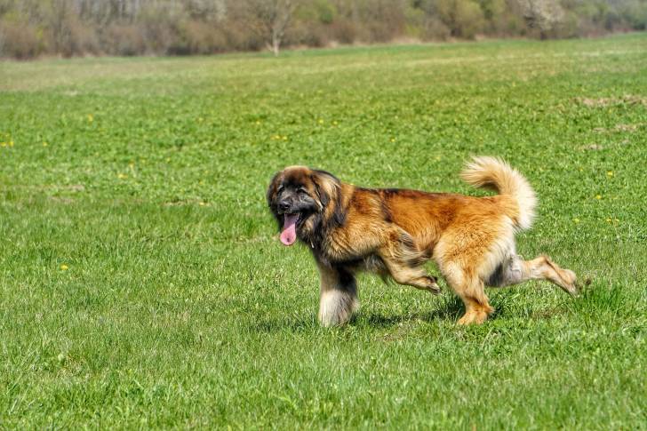 Un Leonberg qui courent dans un champ