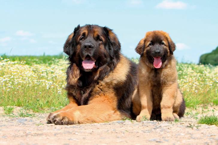 Un chien Leonberg et son petit allongés dans un champ