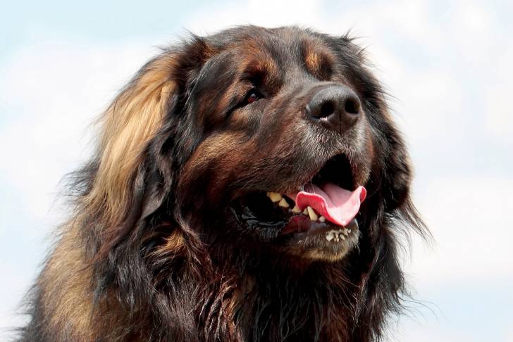 Le visage d'un Leonberg qui tire la langue