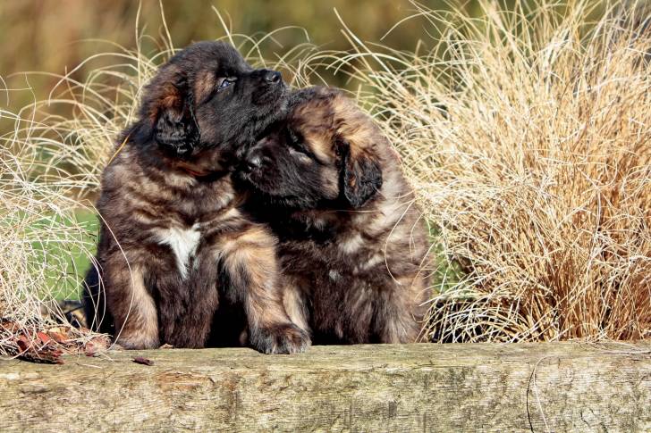 Deux chiots Leonbergs dans l'herbe