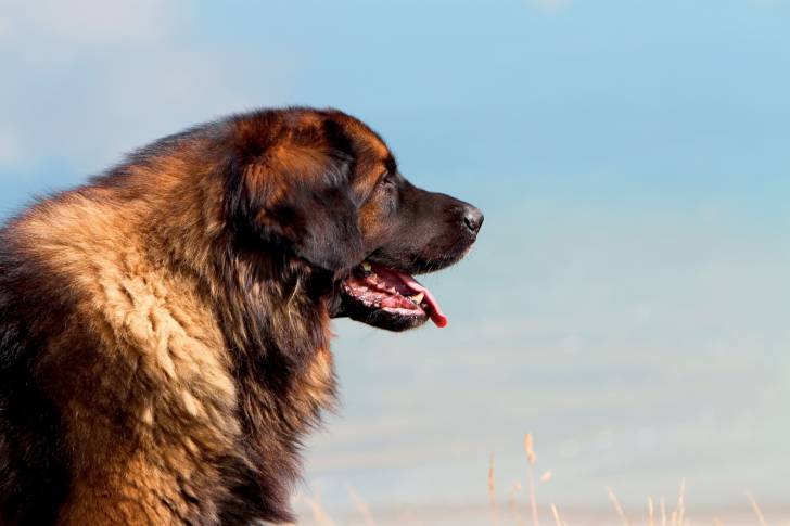 Le visage d'un Leonberg qui regarde le ciel en tirant la langue