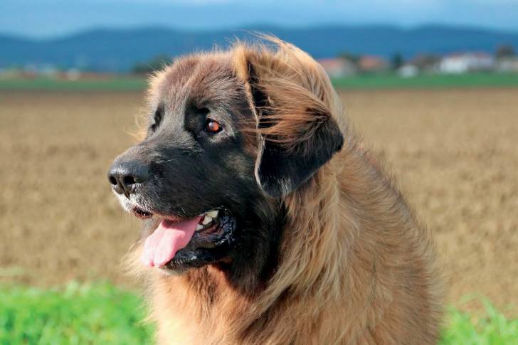 La tête d'un Leonberg dans un champ