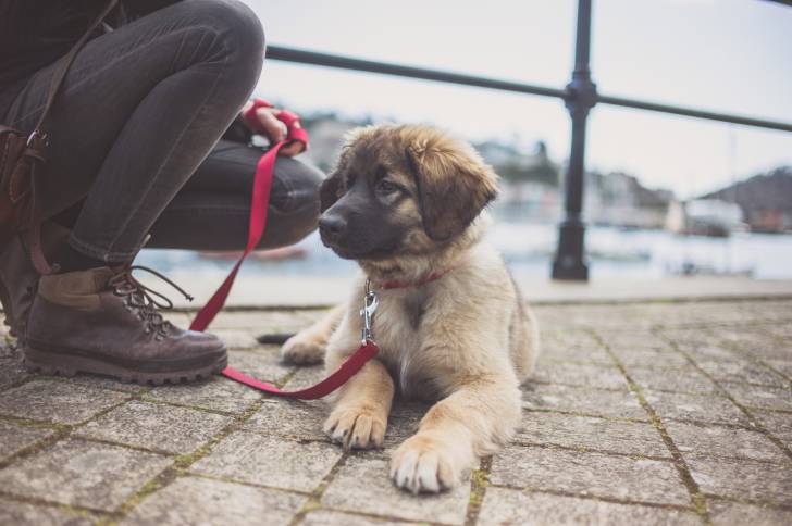 Un chiot Leonberg allongé aux pieds de sa maitresse 