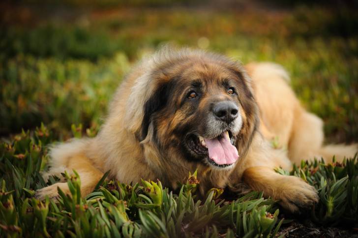Un Leonberg adulte allongé dans l'herbe
