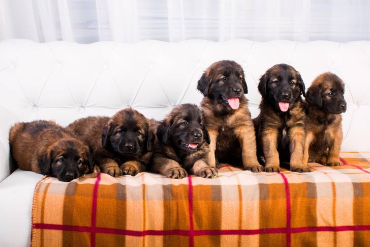 Une portée de chiots Leonbergs assis sur un canapé