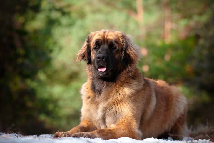 Un Leonberg allongé sur de la neige