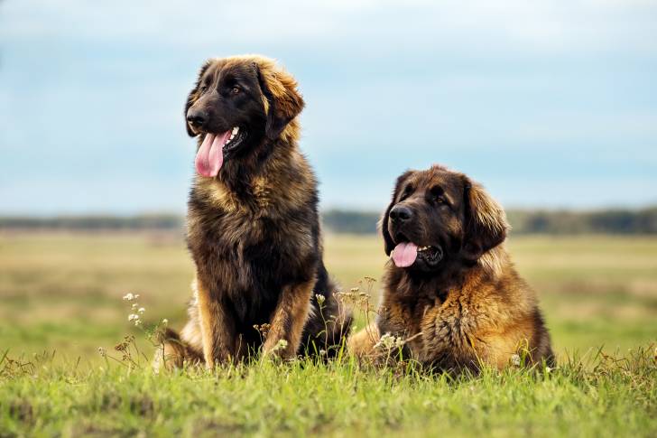 Deux Leonbergs qui se tiennent côté à côte