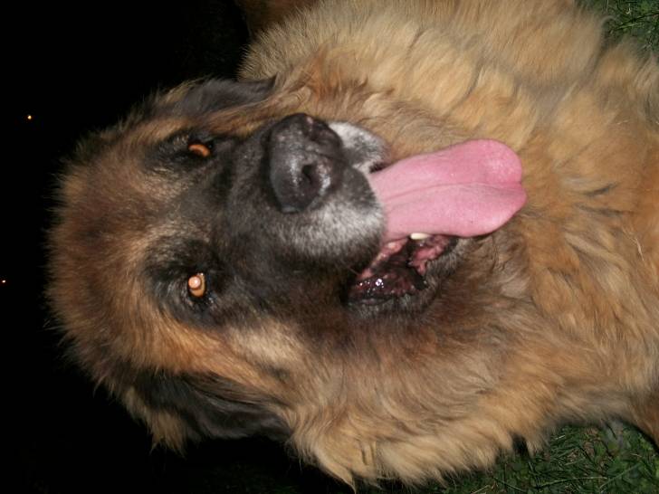sacha - Leonberg (10 ans)